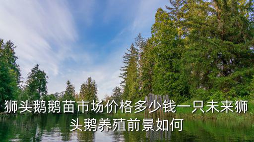 江蘇鹽城獅頭鵝苗一只多少錢,養兩千只鵝大概需要多少錢