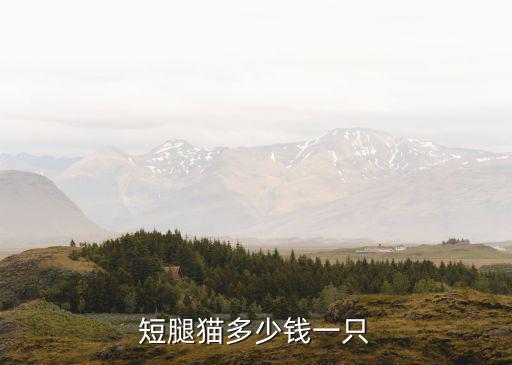 南京曼基康矮腳貓多少錢一只,短腿貓多少錢一只
