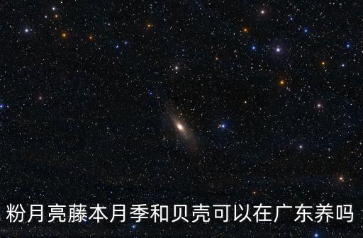 在廣東怎么種植藤本月季,廣東這幾天都是陰雨天