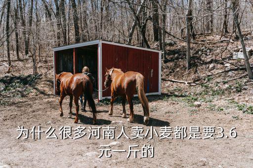 河南省現在小麥多少錢一斤,現在普麥一斤多少錢