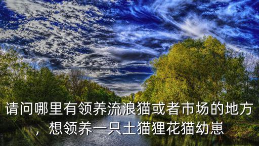 請問哪里有領養流浪貓或者市場的地方，想領養一只土貓貍花貓幼崽