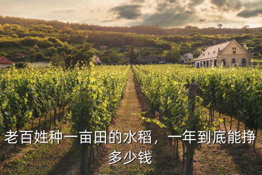 老百姓種一畝田的水稻，一年到底能掙多少錢