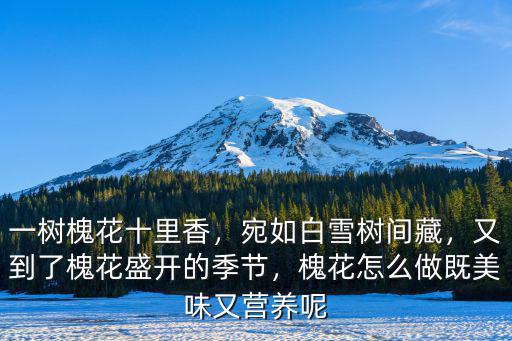 河南杞縣哪里槐花樹(shù)最多,一樹(shù)槐花十里香