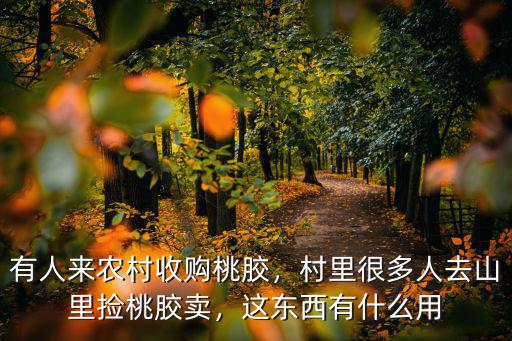 新鄉(xiāng)哪里有收購(gòu)桃膠的,桃膠哪里的最好