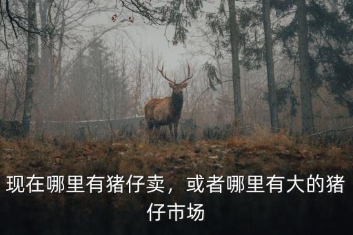 新鄉哪里有賣豬仔,現在哪里有豬仔賣