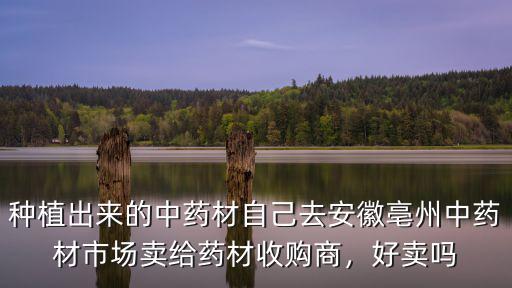 種植出來的中藥材自己去安徽亳州中藥材市場賣給藥材收購商，好賣嗎