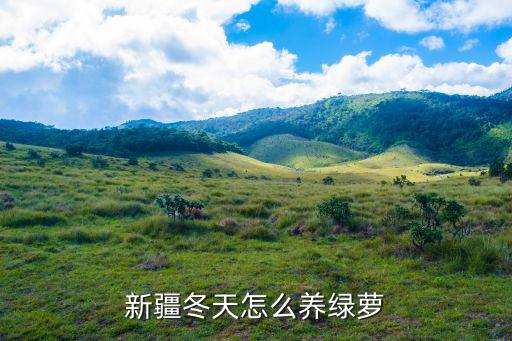 新疆冬天怎么養(yǎng)綠蘿