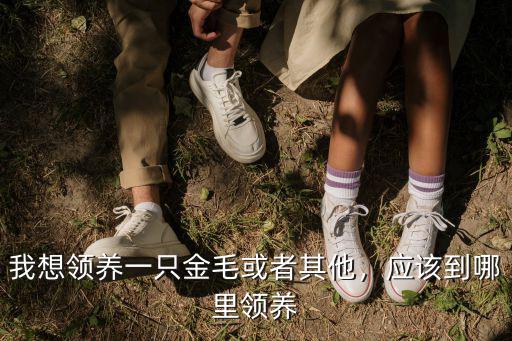 巴中哪里有領(lǐng)養(yǎng)田園犬的,哪里有領(lǐng)養(yǎng)的