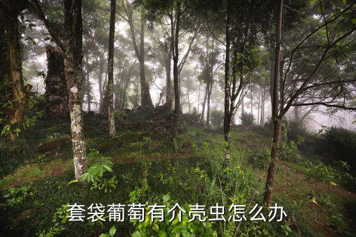 套袋葡萄有介殼蟲怎么辦