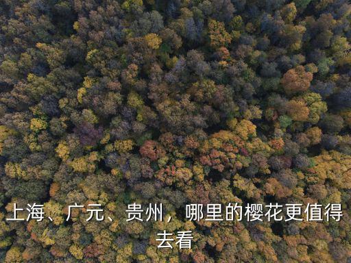 上海、廣元、貴州，哪里的櫻花更值得去看