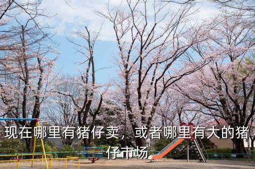 巴中哪里賣豬仔,現在賣豬仔劃算還是養大豬