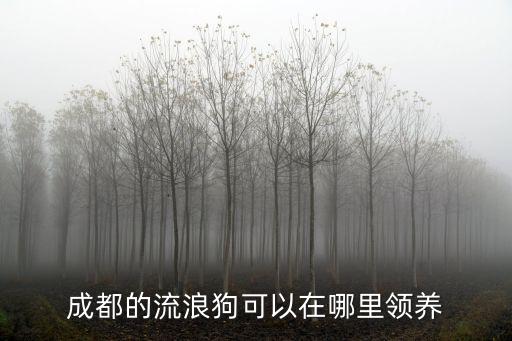 成都的流浪狗可以在哪里領養(yǎng)