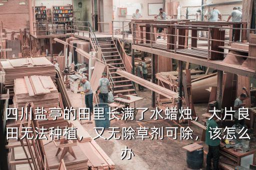 四川鹽亭的田里長滿了水蠟燭，大片良田無法種植，又無除草劑可除，該怎么辦