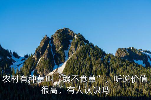 農村有種草叫“鵝不食草”，聽說價值很高，有人認識嗎