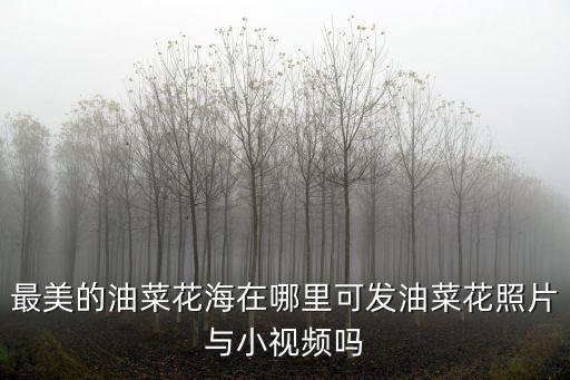 最美的油菜花海在哪里可發油菜花照片與小視頻嗎