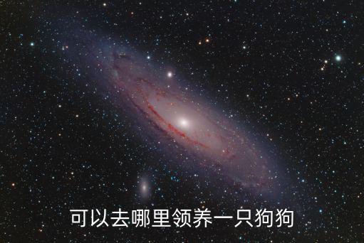 可以去哪里領(lǐng)養(yǎng)一只狗狗