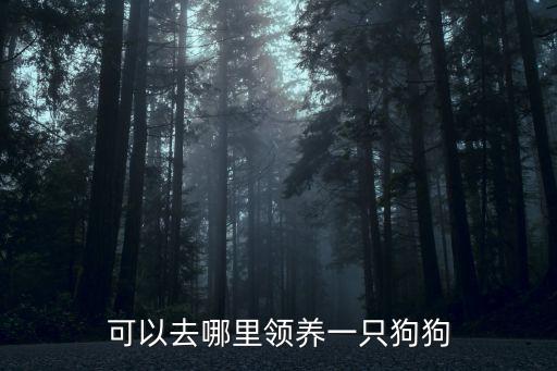 可以去哪里領養一只狗狗