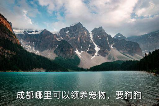 成都哪里可以領養(yǎng)寵物，要狗狗