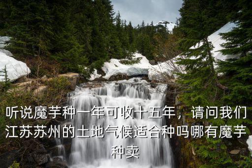達(dá)州哪里有魔芋種賣,哪有魔芋種賣