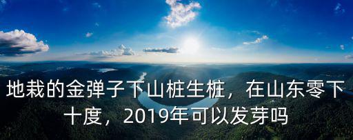 地栽的金彈子下山樁生樁，在山東零下十度，2019年可以發(fā)芽嗎