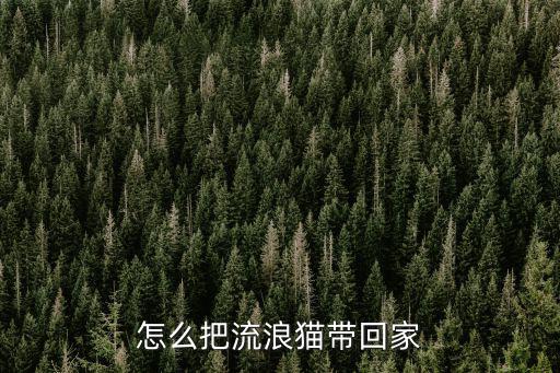 怎么把流浪貓帶回家