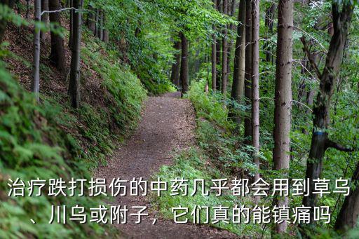 治療跌打損傷的中藥幾乎都會(huì)用到草烏、川烏或附子，它們真的能鎮(zhèn)痛嗎