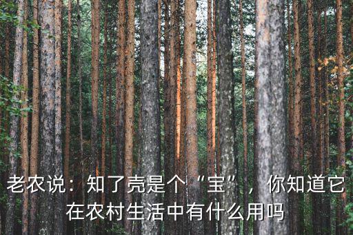 老農說：知了殼是個“寶”，你知道它在農村生活中有什么用嗎