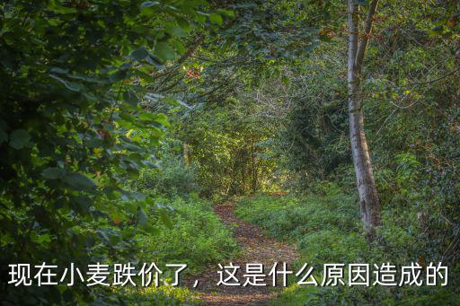 漯河小麥現(xiàn)在怎么樣了,現(xiàn)在小麥跌價了