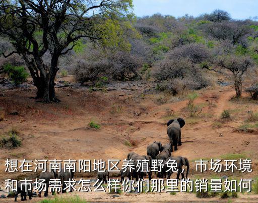 河南養(yǎng)兔怎么樣,想在河南南陽(yáng)地區(qū)養(yǎng)殖野兔