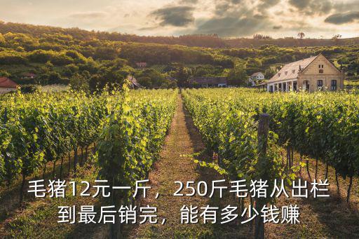 河南三門峽毛豬多少錢一斤,毛豬12元一斤