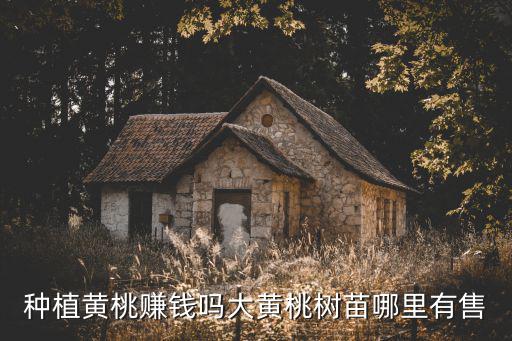 瀘州地區(qū)哪里有桃樹苗,大黃桃樹苗哪里有售