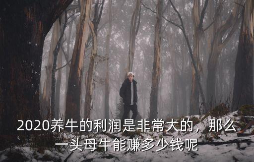 2020養(yǎng)牛的利潤是非常大的，那么一頭母牛能賺多少錢呢