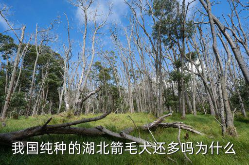 湖北箭毛怎么樣,箭毛犬的戰(zhàn)斗力怎么樣
