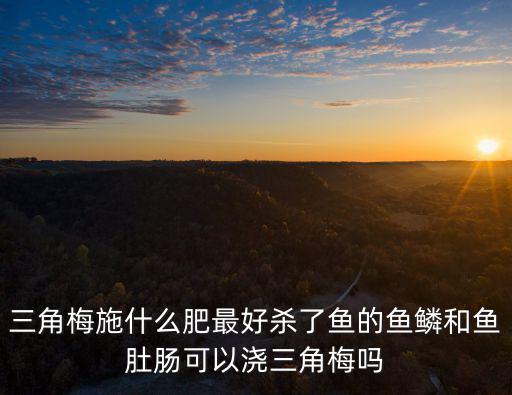 三角梅施什么肥最好殺了魚的魚鱗和魚肚腸可以澆三角梅嗎