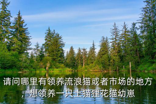 i請問達州哪里可以領養貓咪,哪里有領養貓咪的啊
