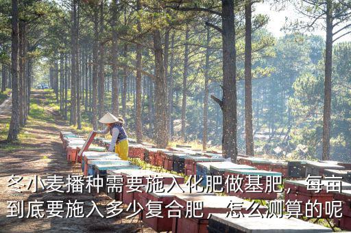 冬小麥播種需要施入化肥做基肥，每畝到底要施入多少復合肥，怎么測算的呢