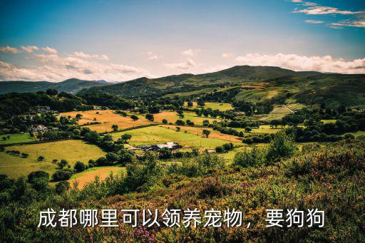四川人在哪里領(lǐng)養(yǎng)狗狗,成都的流浪狗可以在哪里領(lǐng)養(yǎng)