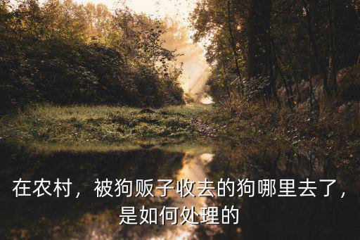 南陽哪里有收狗狗的,被狗販子收去的狗哪里去了