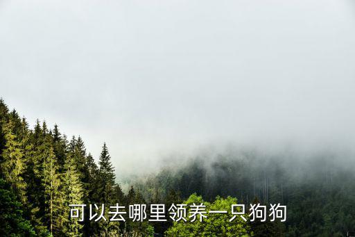 可以去哪里領養一只狗狗