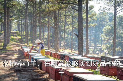 農(nóng)村養(yǎng)殖羊，在哪里能夠買到好品種的羊