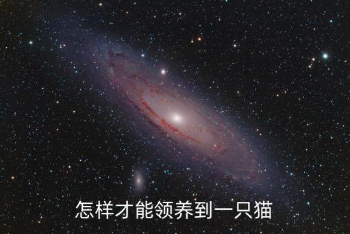內(nèi)江哪里有領(lǐng)養(yǎng)貓的,想領(lǐng)養(yǎng)一只貓咪
