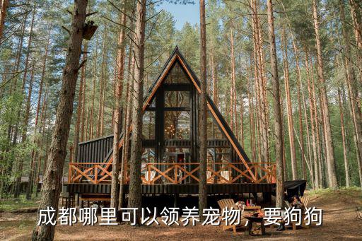 成都哪里收狗的,成都的流浪狗可以在哪里領養