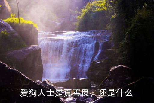 成都愛狗人士在哪里,愛狗人士救下的狗都去哪里了