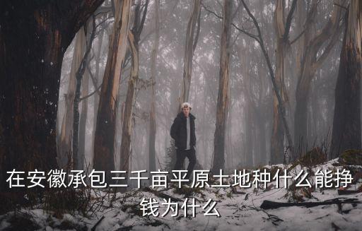 安徽種高粱一畝能賺多少,甜高粱一畝地能養(yǎng)幾頭牛