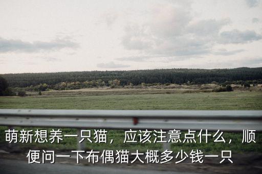 萌新想養(yǎng)一只貓，應(yīng)該注意點什么，順便問一下布偶貓大概多少錢一只
