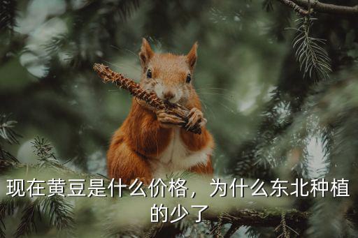 現在黃豆是什么價格，為什么東北種植的少了