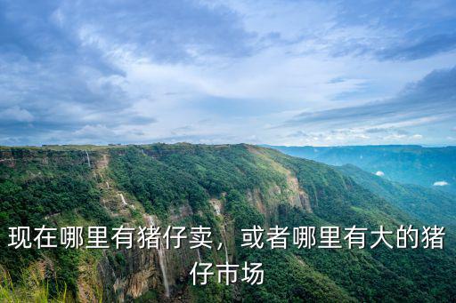 雅安蘆山哪里有豬仔賣,現(xiàn)在哪里有豬仔賣