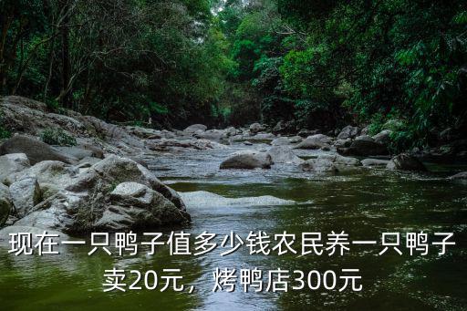 滄州鴨多少錢一只,現在一只鴨子值多少錢