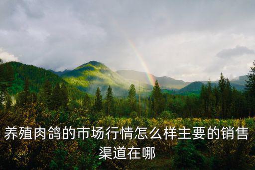 養殖肉鴿的市場行情怎么樣主要的銷售渠道在哪