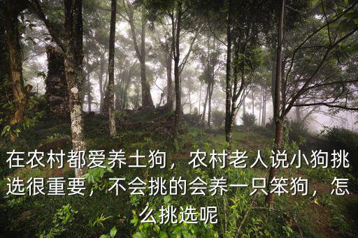 邢臺笨狗多少一只,中華田園犬多少錢一只
